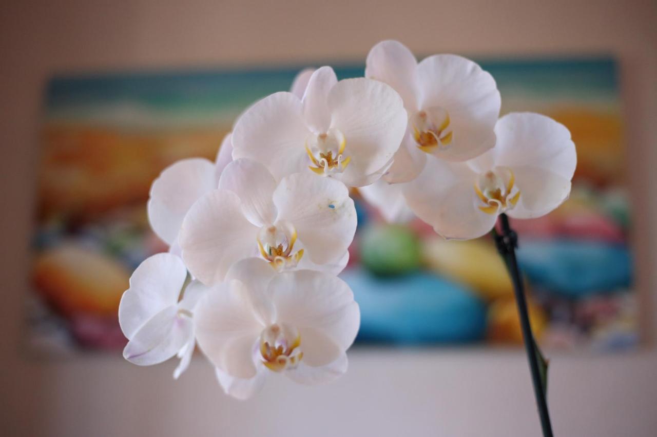 B&B villa orchidea Ricadi Exteriör bild