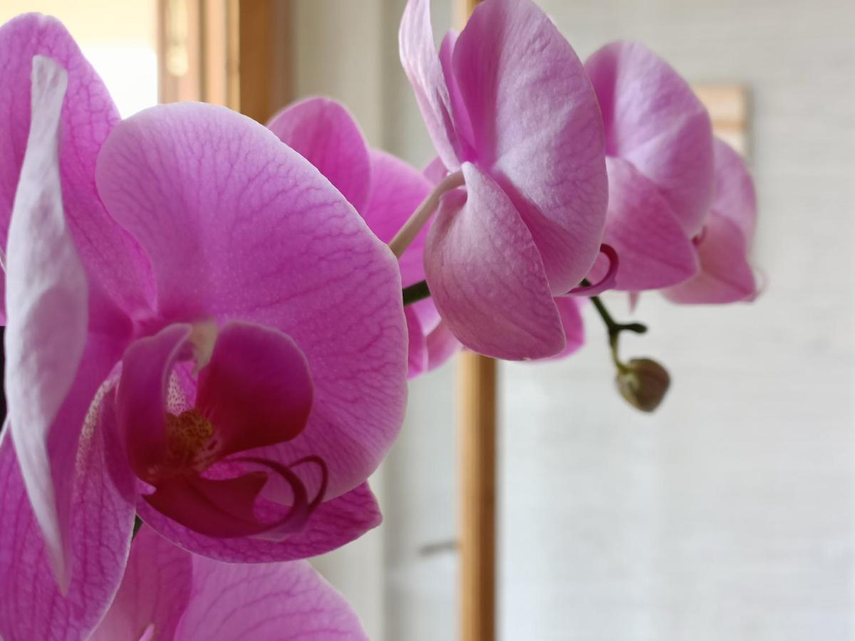 B&B villa orchidea Ricadi Exteriör bild